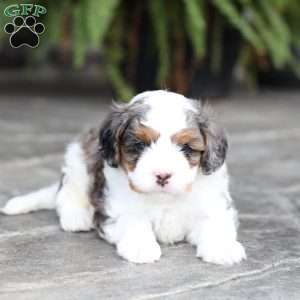 Riley, Cavapoo Puppy